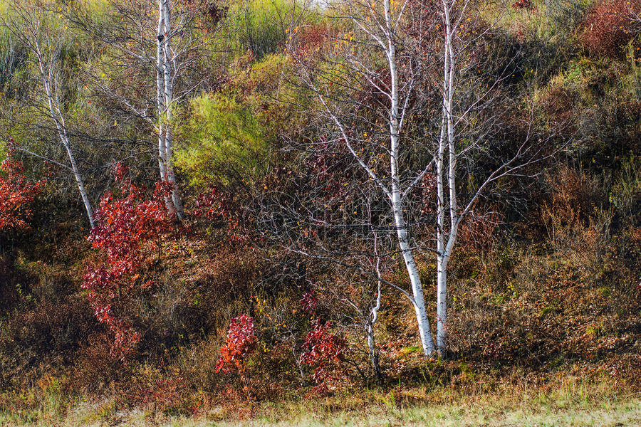 油画效果的秋天树林图片素材免费下载
