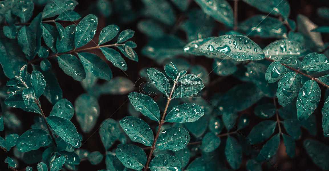 雨里的植物图片素材免费下载