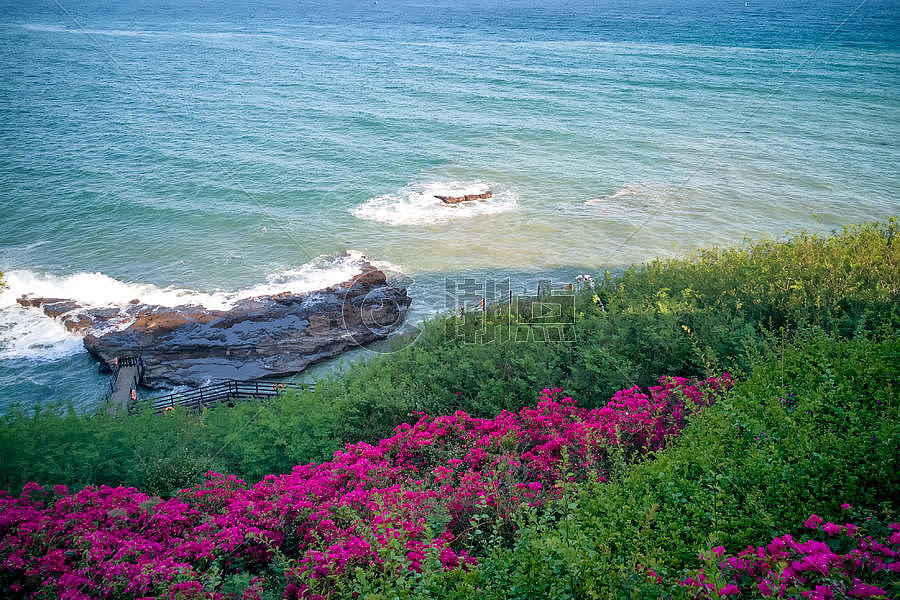 海边拍打礁石的浪花与鲜艳的花朵图片素材免费下载