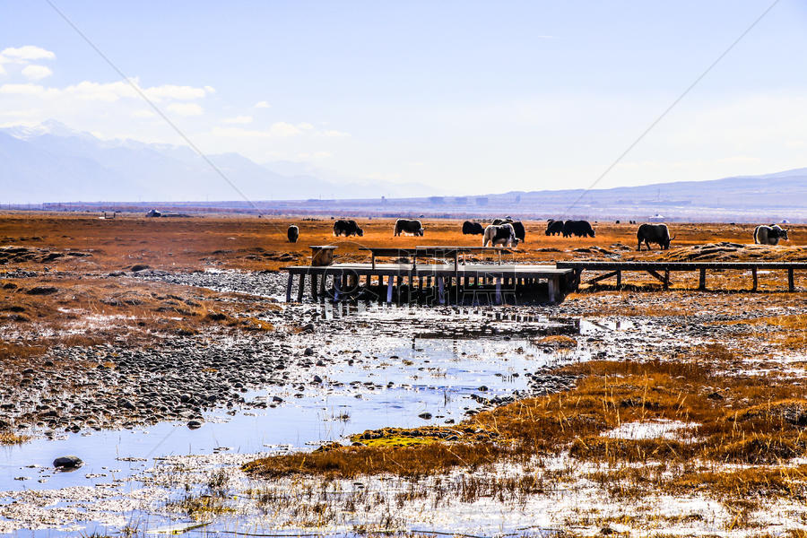 新疆喀什塔什库尔干帕米尔高原金草滩湿地深秋图片素材免费下载