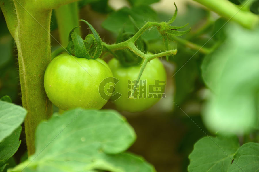 绿色菜园果蔬西红柿图片素材免费下载