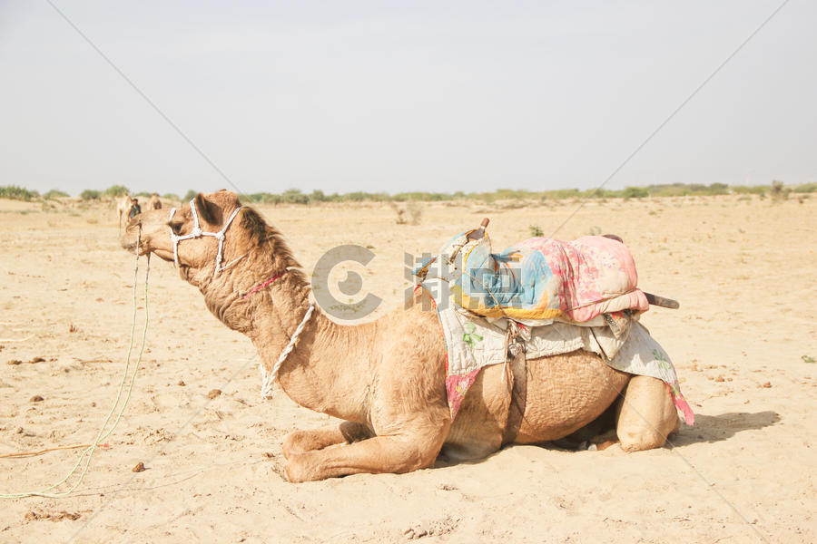 骆驼图片素材免费下载