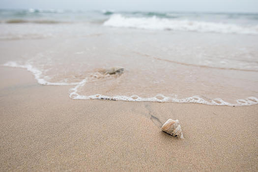 沙滩上的贝壳图片素材免费下载