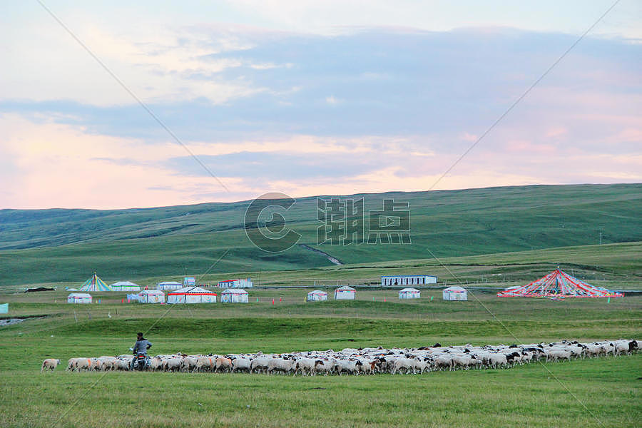 青海湖湖边羊群图片素材免费下载