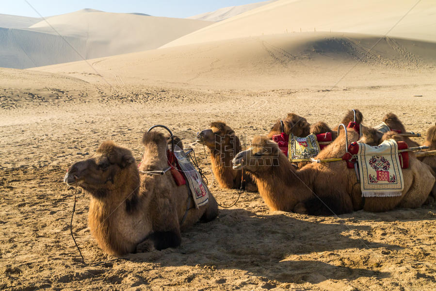 月牙泉骆驼图片素材免费下载
