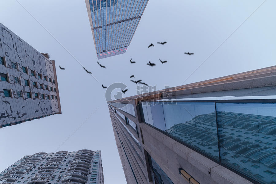 城市高楼大厦中飞过的一群鸽子图片素材免费下载