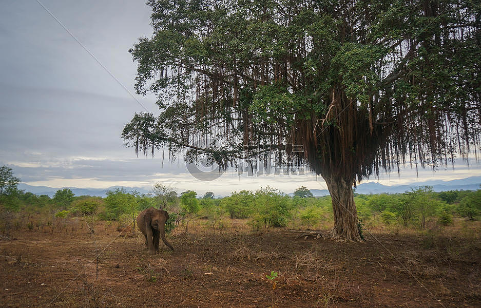 斯里兰卡safari图片素材免费下载