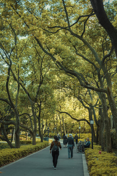 公园郁郁葱葱的步道图片素材免费下载