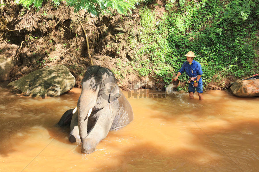 泰国清迈大象洗澡图片素材免费下载