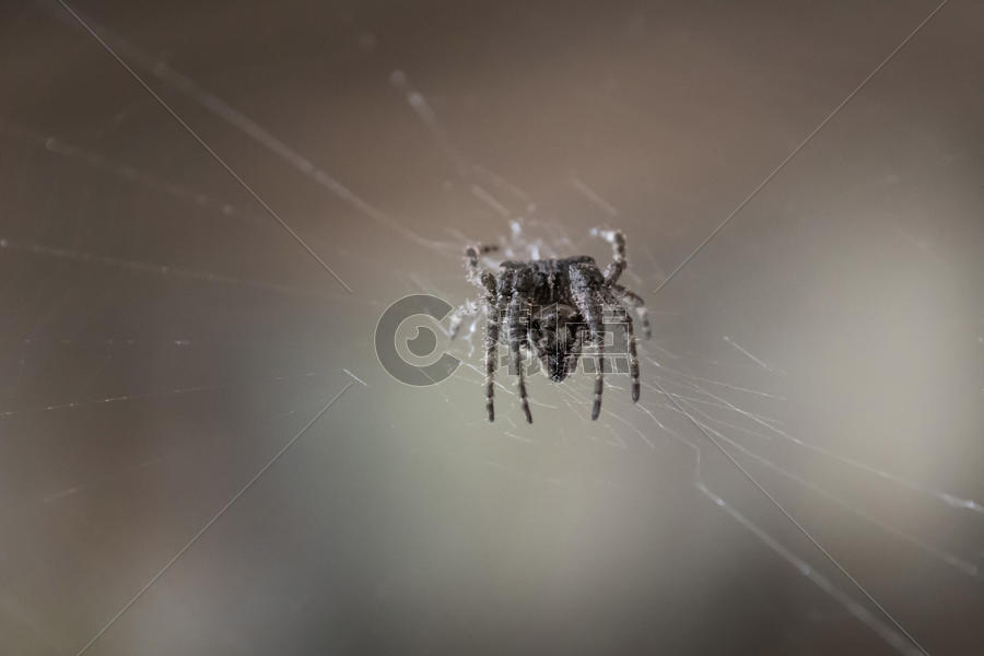 织网狩猎的蜘蛛图片素材免费下载