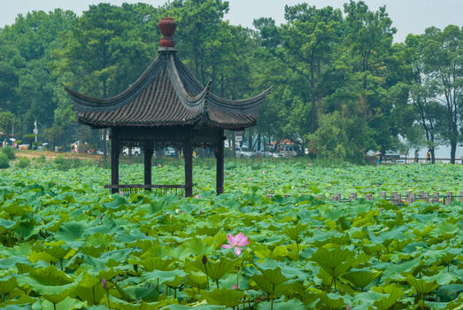 夏季武汉东湖磨山荷花园图片素材免费下载