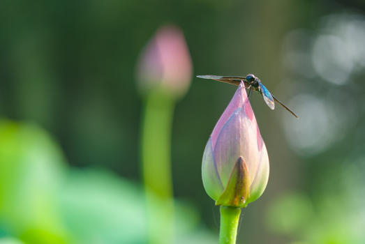 夏日停在荷花花朵上的蜻蜓图片素材免费下载