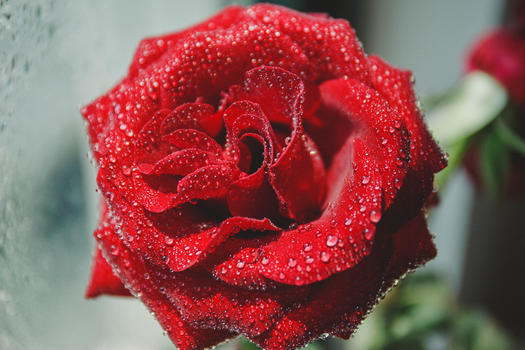 水滴玫瑰花静物图图片素材免费下载