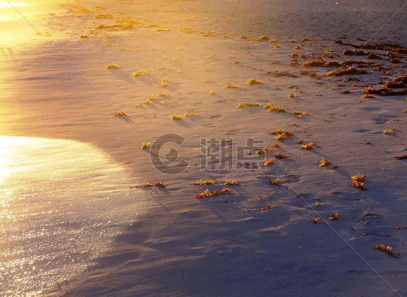 黄昏金色的沙滩点点透光的海草可爱迷人图片素材免费下载