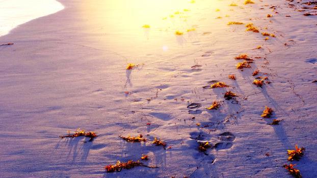 沙滩上散落的海草沐浴在阳光下图片素材免费下载