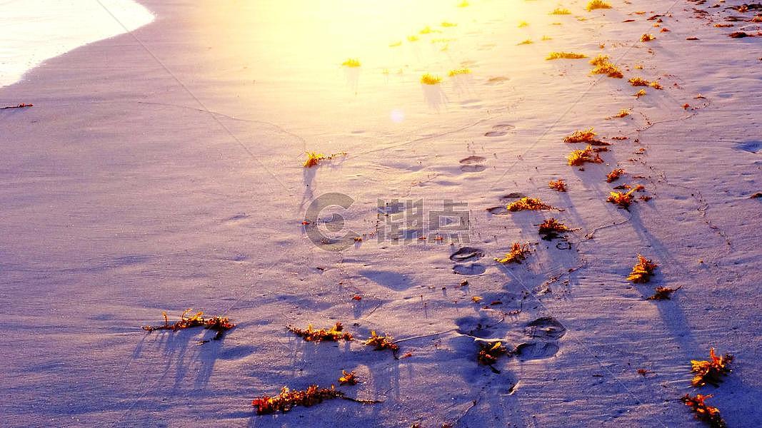 沙滩上散落的海草沐浴在阳光下图片素材免费下载