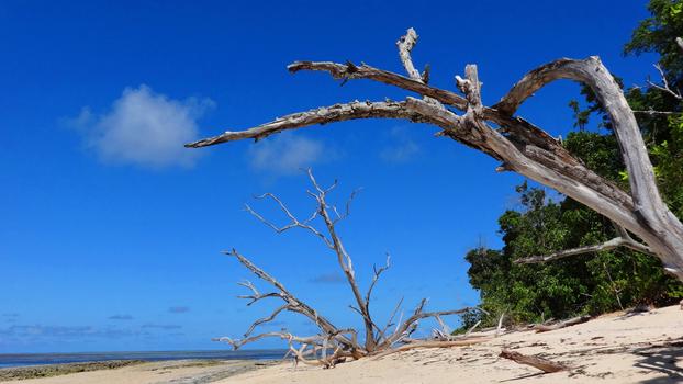 加勒比海海滩枯树图片素材免费下载