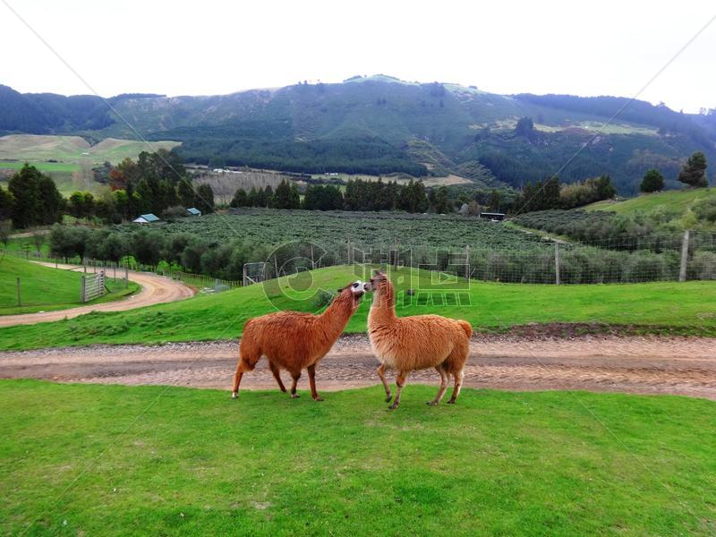 新西兰的草泥马羊驼爱的呢喃图片素材免费下载