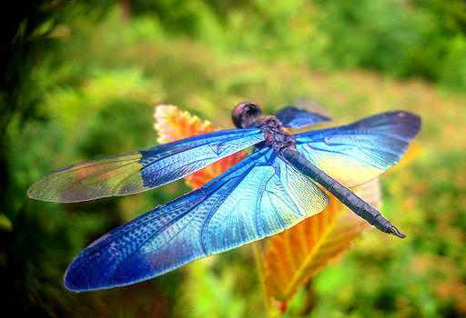 黑丽翅蜻图片素材免费下载