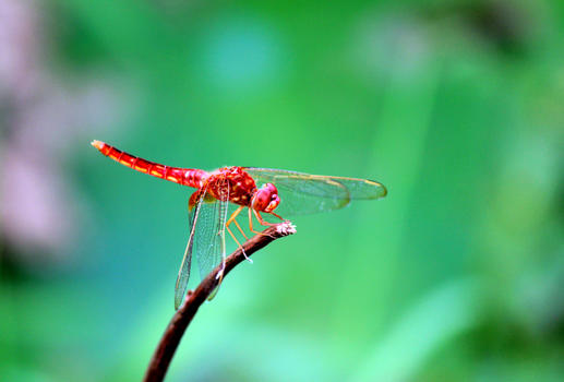 红蜻蜓图片素材免费下载