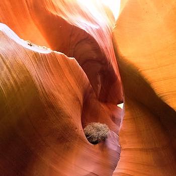 美国羚羊峡谷峡谷里的鸟窝图片素材免费下载