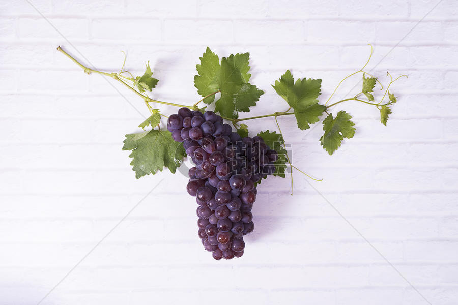 葡萄 葡萄酒原料图片素材免费下载