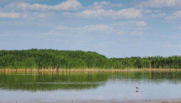 湿地水鸟图片素材免费下载