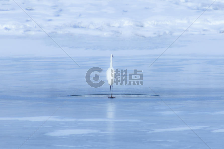 冰湖上孤独的白鹭图片素材免费下载