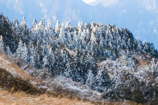 冰雪覆盖的森林图片素材免费下载