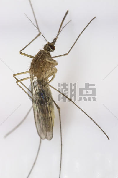 昆虫的特写蚊子图片素材免费下载