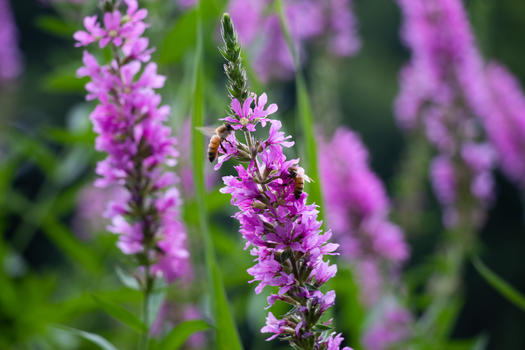 紫色花卉千屈菜图片素材免费下载