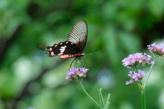 花丛上的蝴蝶图片素材免费下载