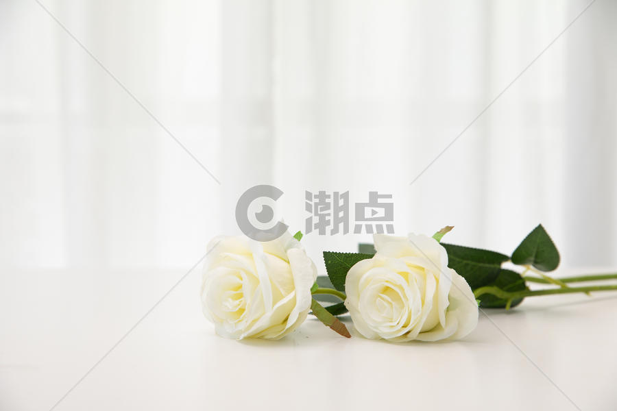桌子上的白玫瑰图片素材免费下载