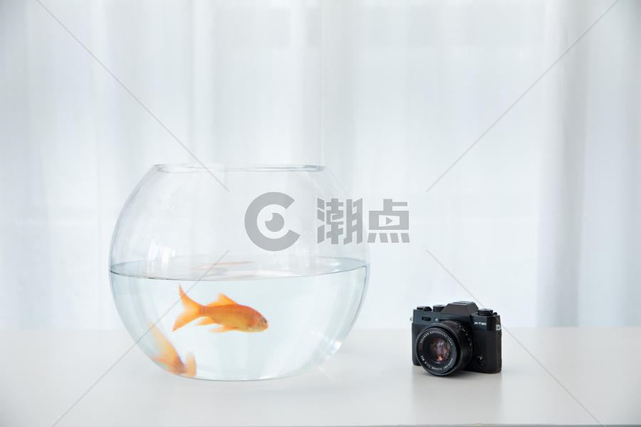 桌上的金鱼和相机图片素材免费下载