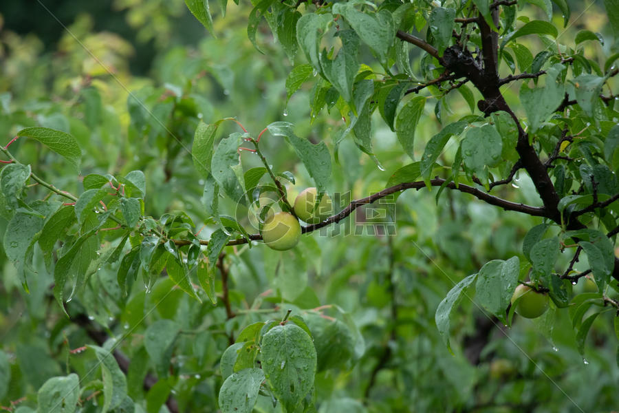 雨后的苹果树图片素材免费下载