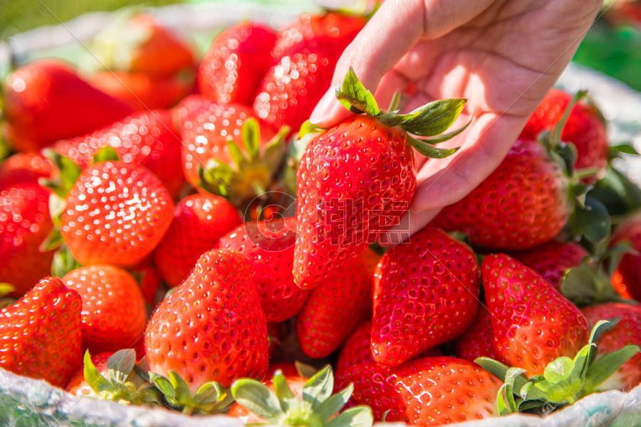 生态有机新鲜草莓图片素材免费下载