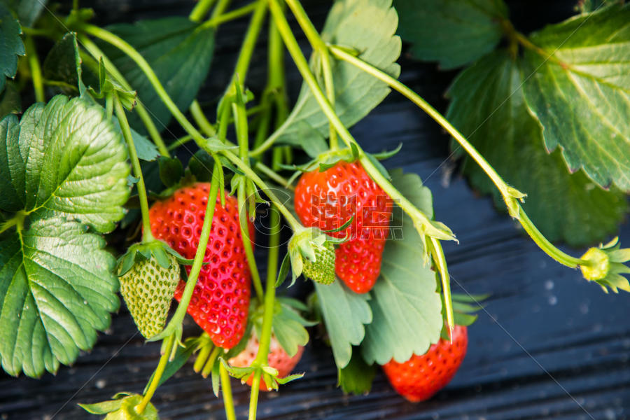 生态有机新鲜草莓图片素材免费下载
