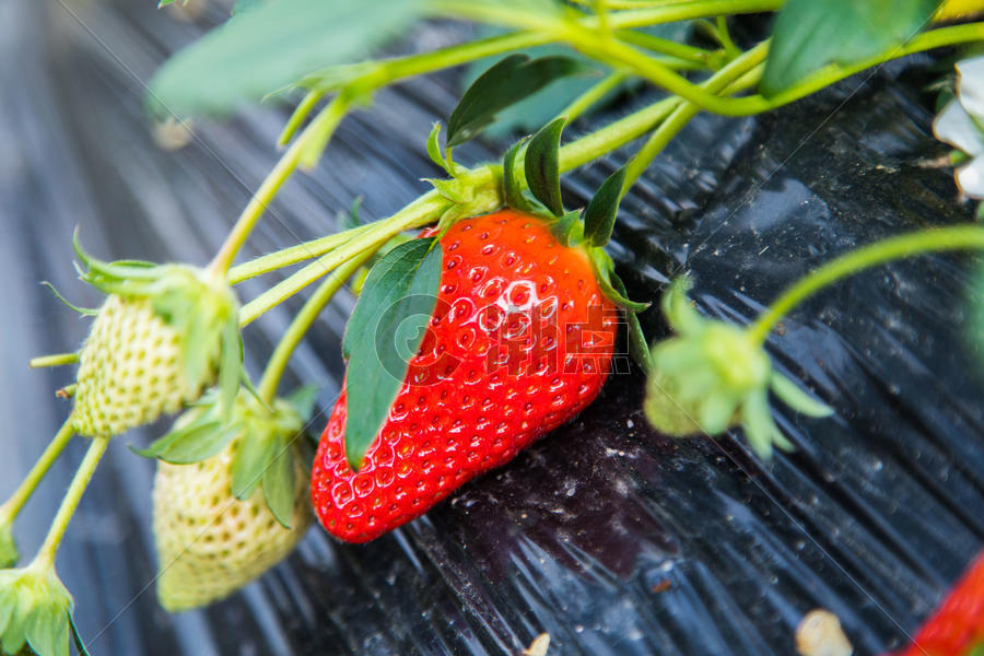 生态有机草莓图片素材免费下载