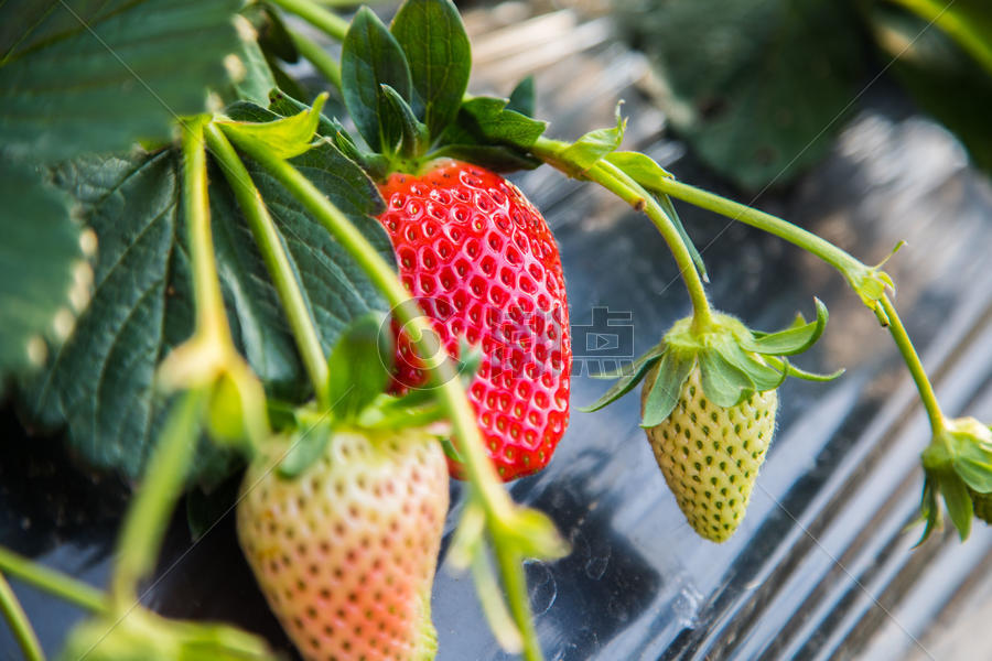 生态有机草莓图片素材免费下载