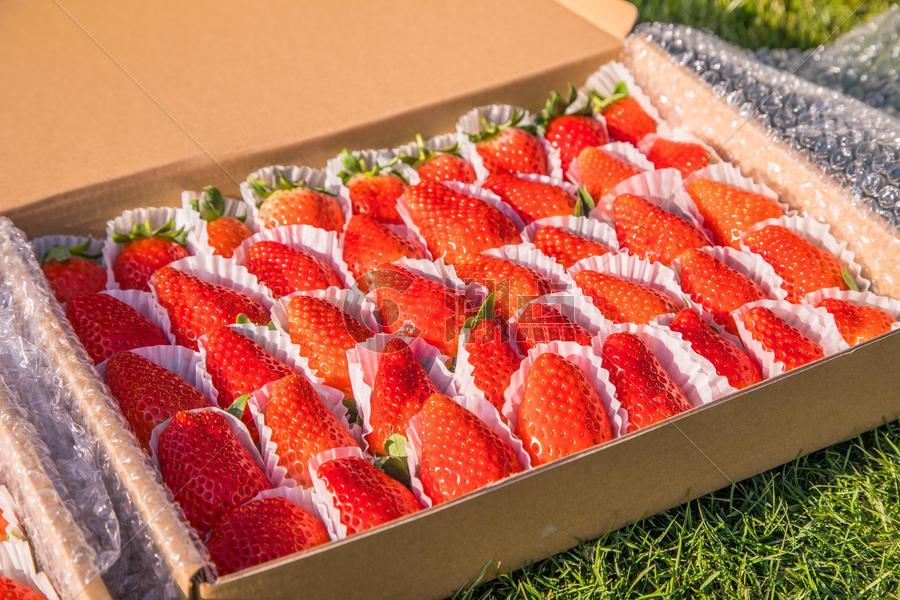新鲜采摘草莓图片素材免费下载