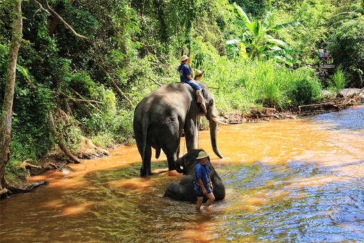 泰国清迈丛林骑大象图片素材免费下载