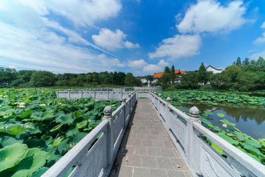 晴空万里的武汉东湖磨山荷花池图片素材免费下载