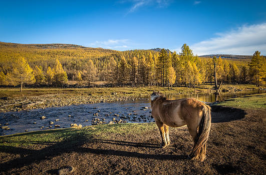 秋季金色的蒙古大草原图片素材免费下载