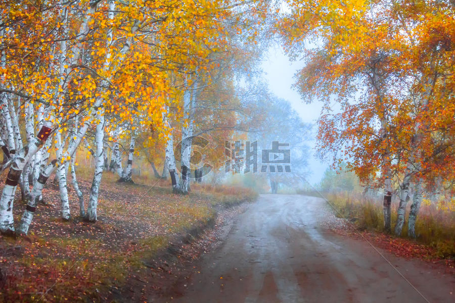 内蒙古坝上乌兰布统白桦林中的道路图片素材免费下载