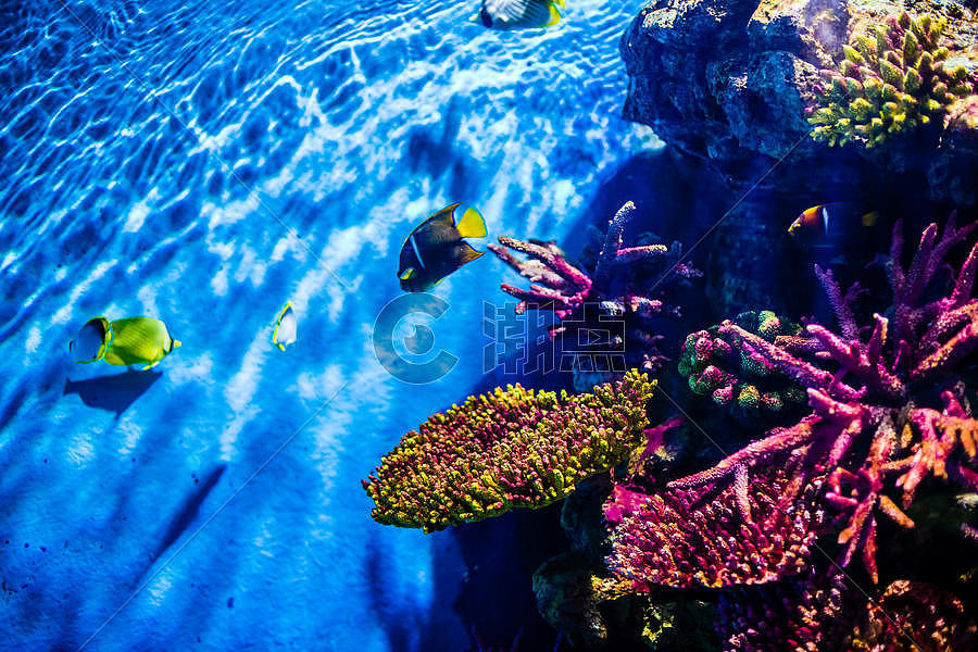 曼谷海底世界图片素材免费下载
