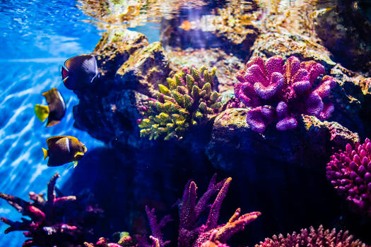 曼谷海底世界图片素材免费下载