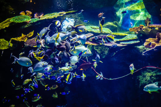 鱼海底世界图片素材免费下载