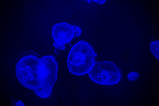 海底世界水母图片素材免费下载