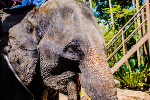 苏梅岛大象图片素材免费下载