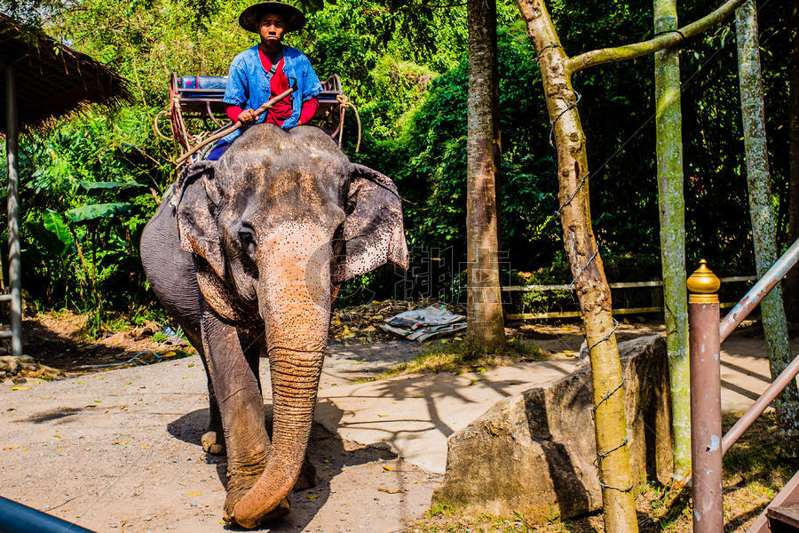 苏梅岛骑行大象图片素材免费下载